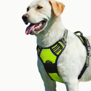 arnés para mascota