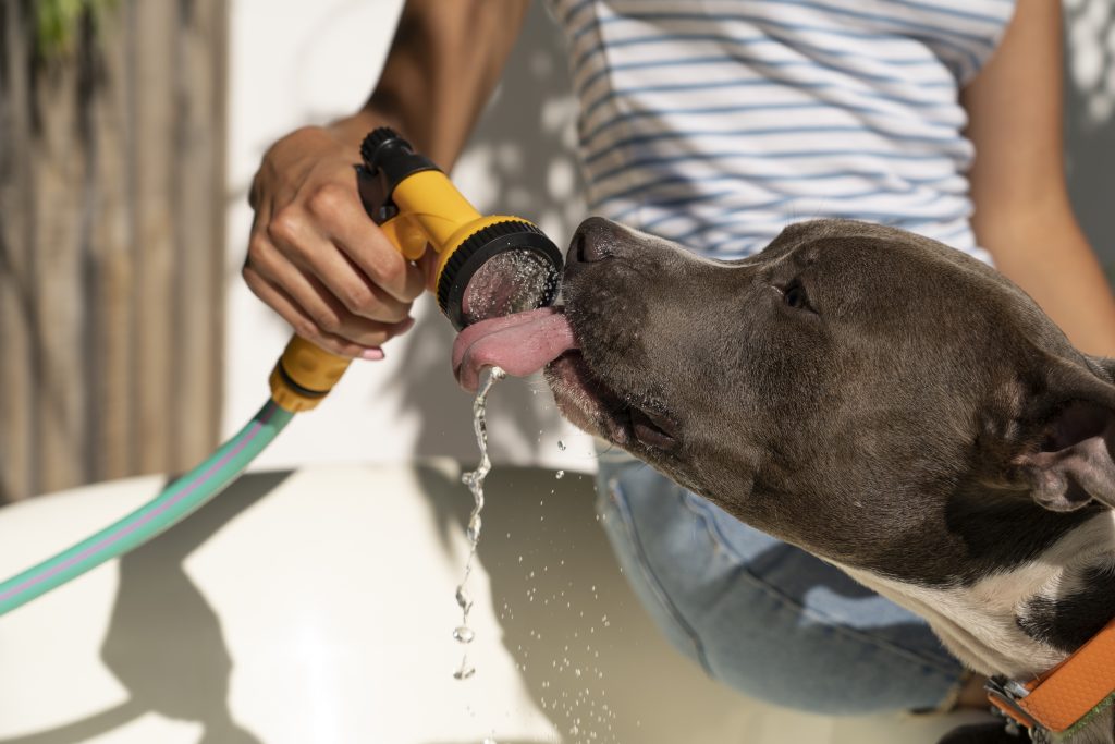 Perro bebiendo agua