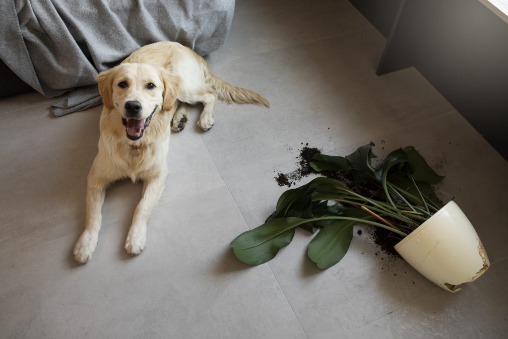 tu mascota sola en casa