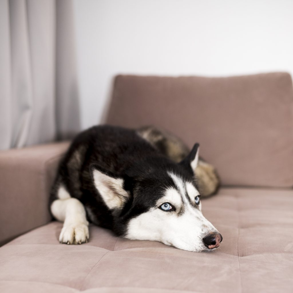 tu mascota sola en casa